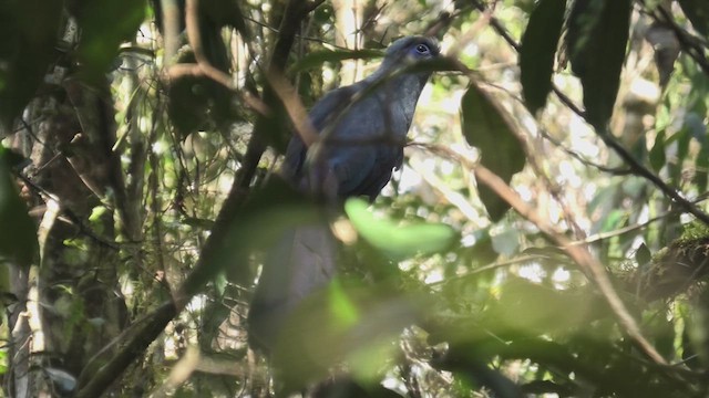Blue Coua - ML627812811