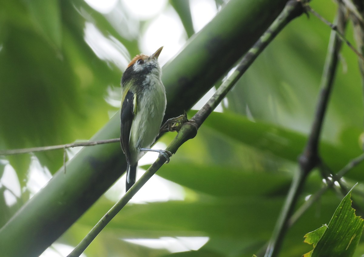 White-cheeked Tody-Flycatcher - ML627812821