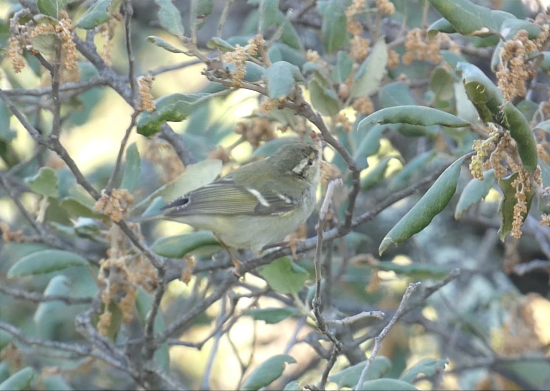 Yellow-browed Warbler - ML627812825