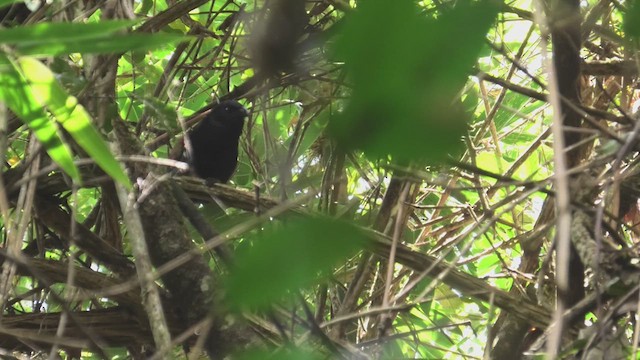 Malagasy Coucal - ML627812881