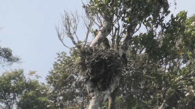 Madagascar Harrier-Hawk - ML627812897