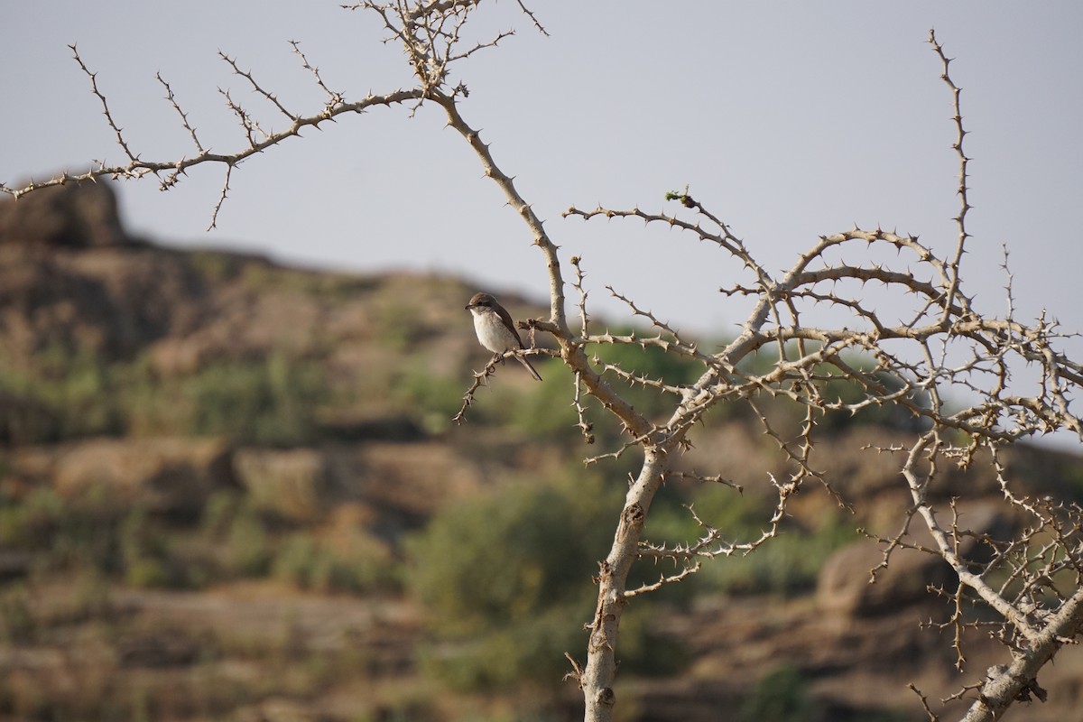 Red-backed Shrike - ML627812898