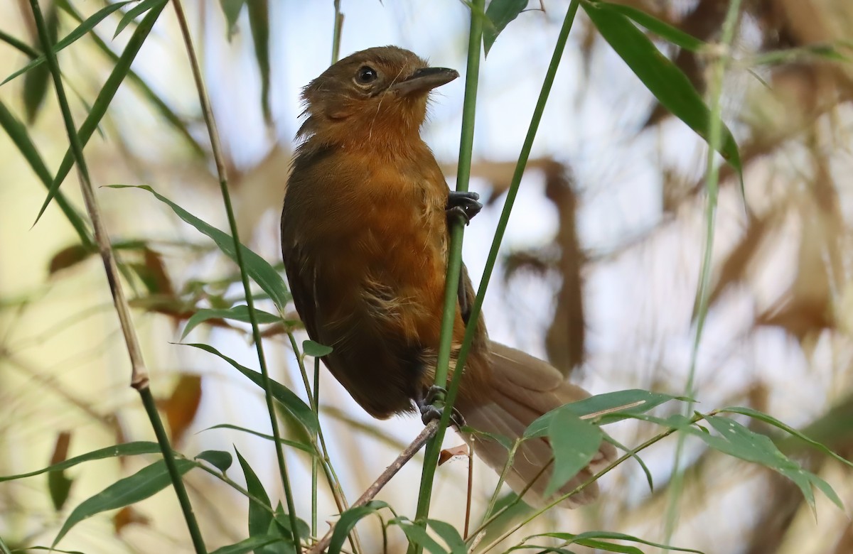 Dusky Antbird - ML627812915