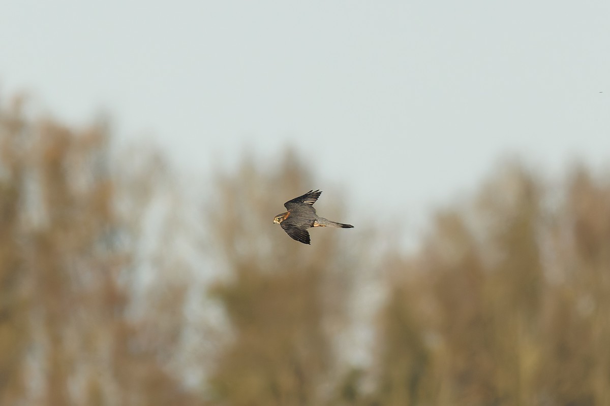 Merlin - ML627812949