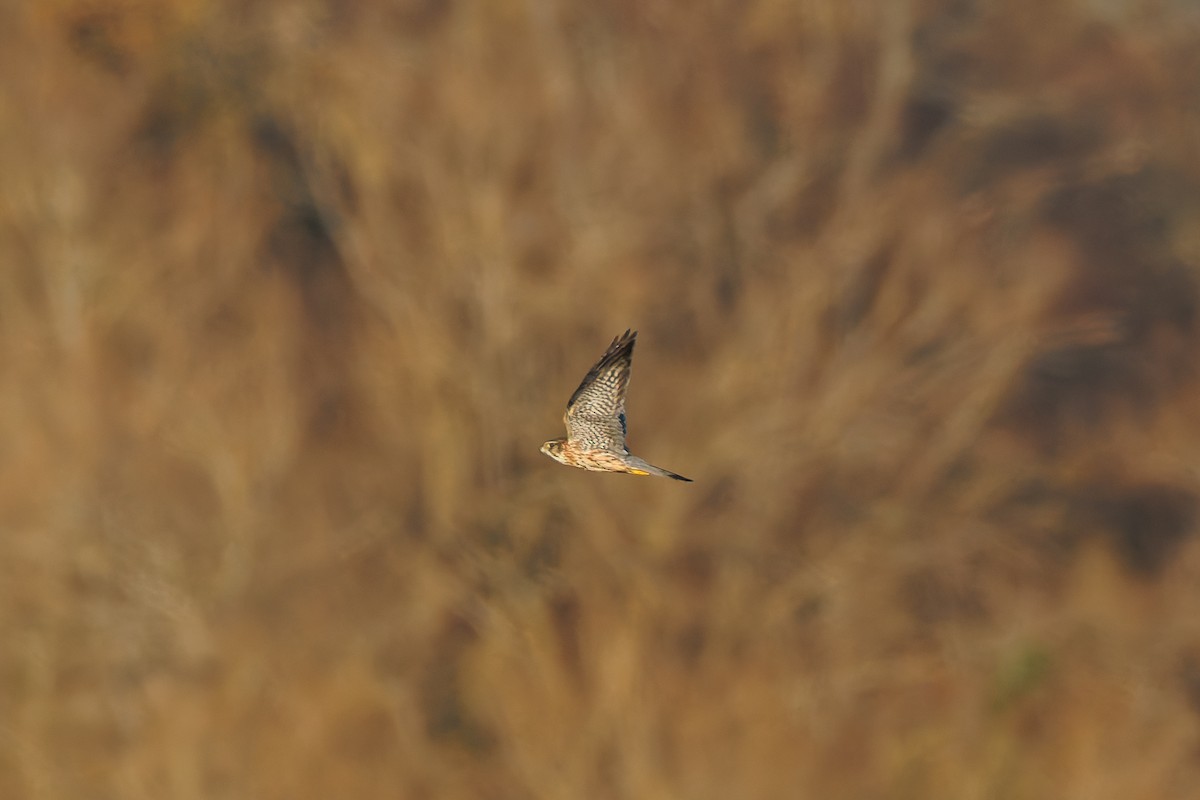 Merlin - ML627812950