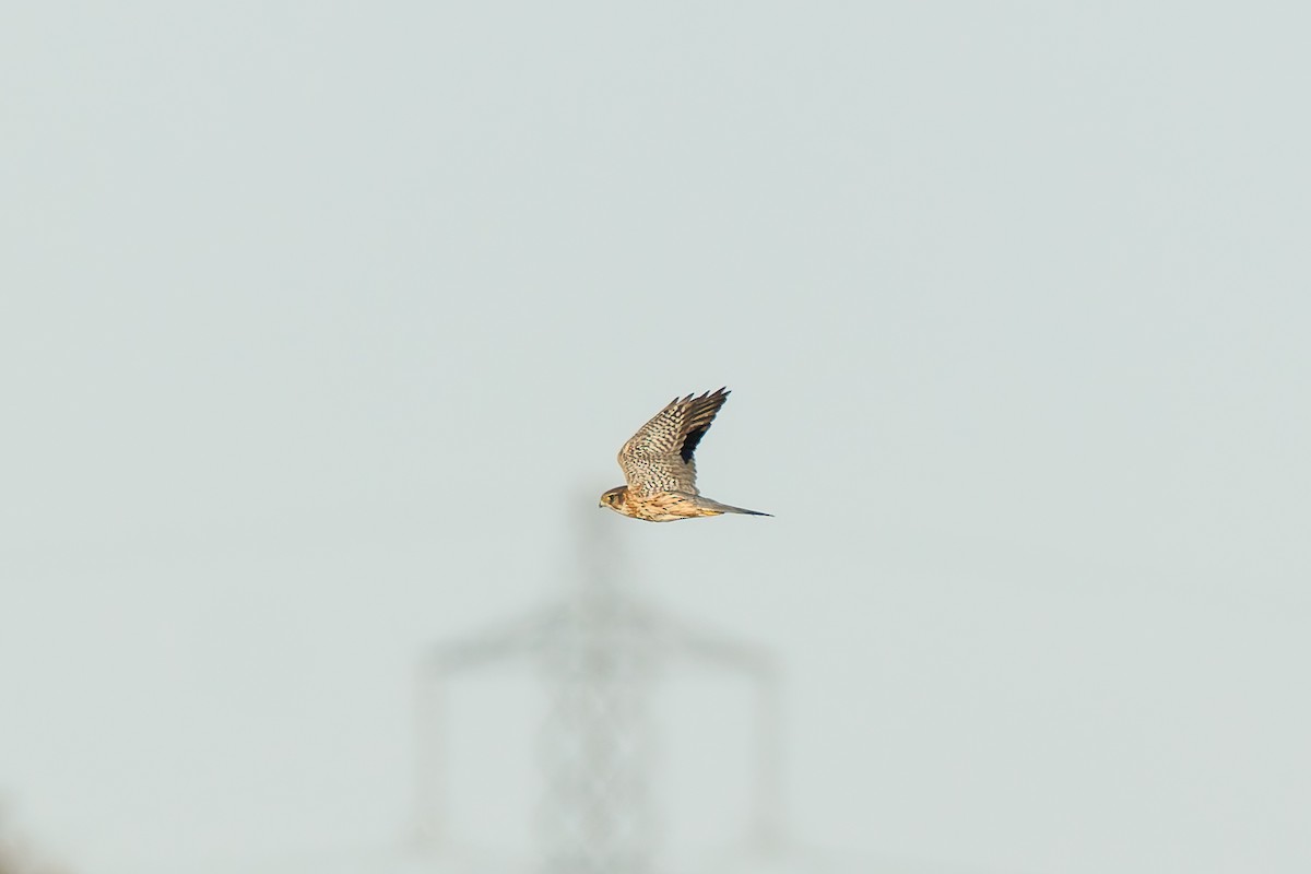 Merlin - ML627812951