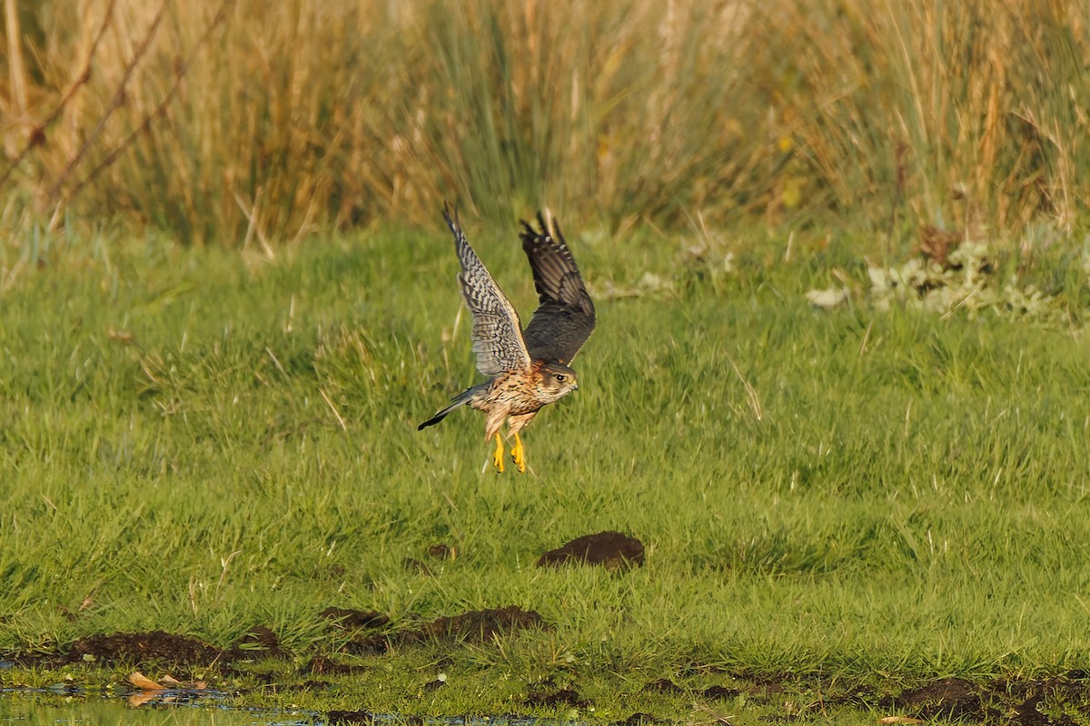 Merlin - ML627812952