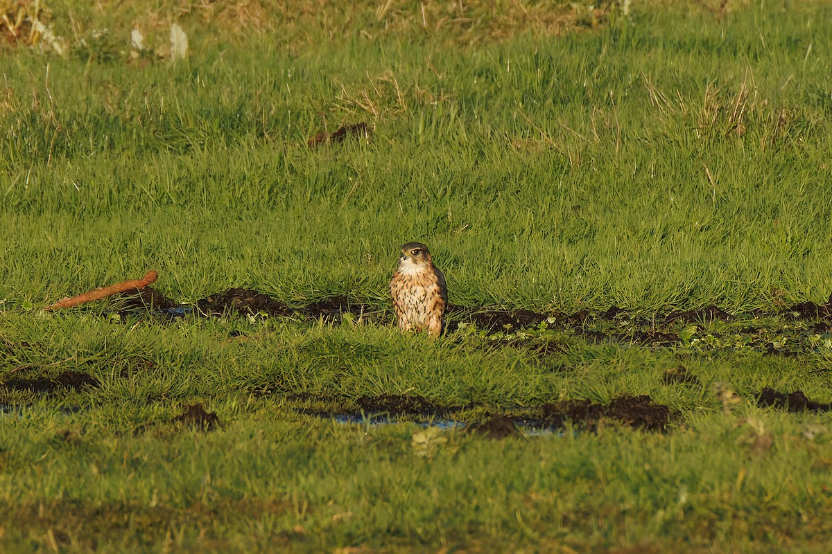 Merlin - ML627812953