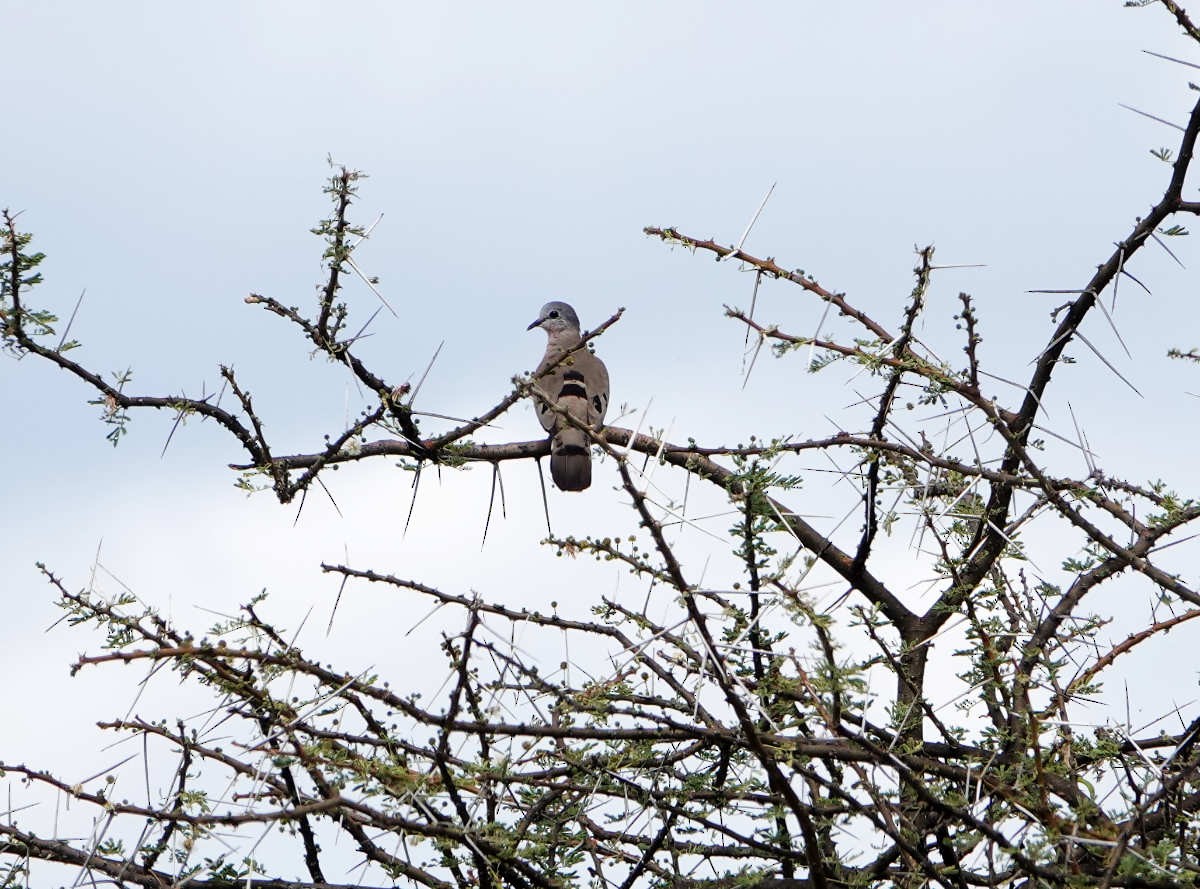 Emerald-spotted Wood-Dove - ML627813202