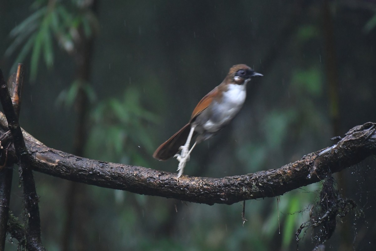 Gray-sided Laughingthrush - ML627813218