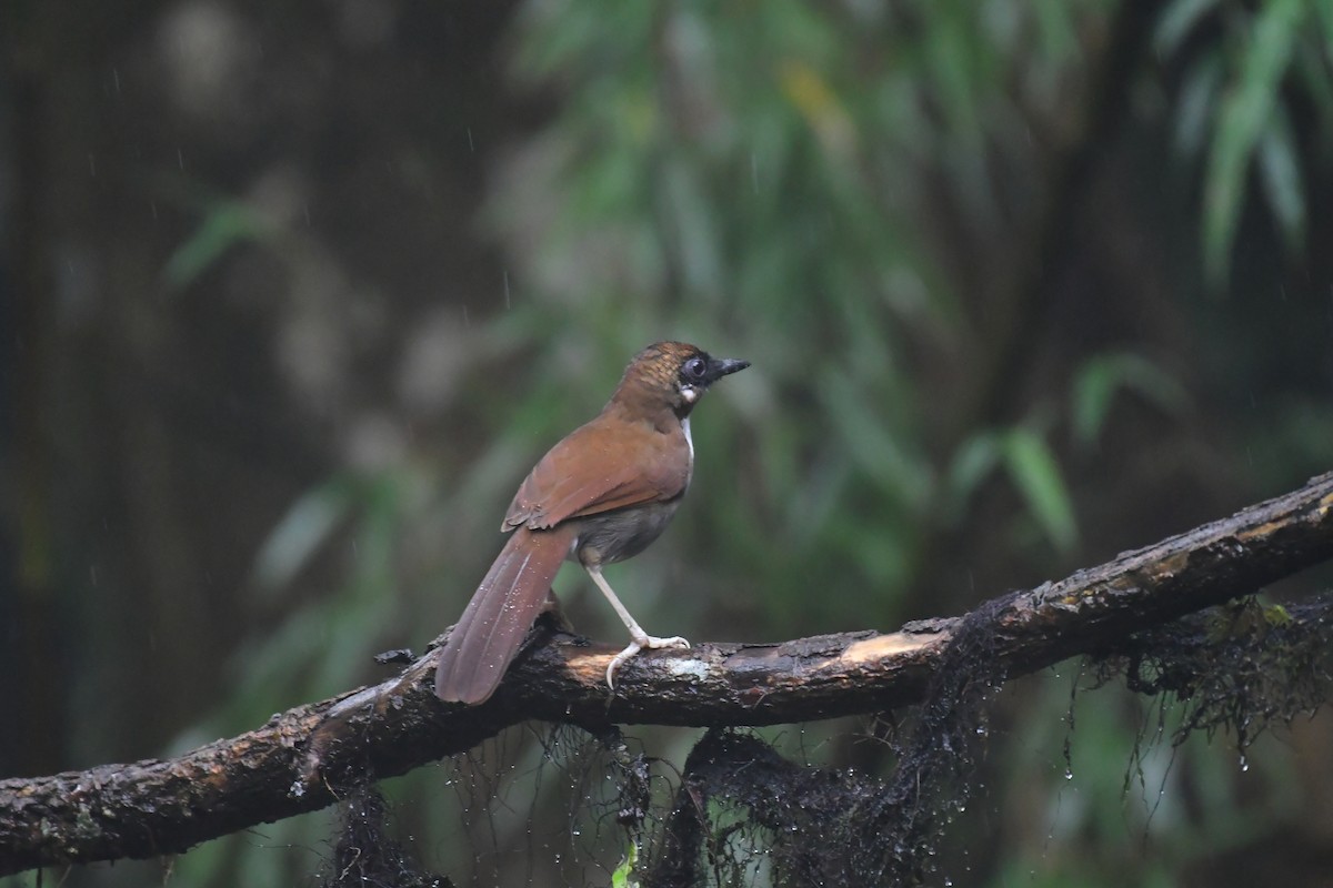 Gray-sided Laughingthrush - ML627813219