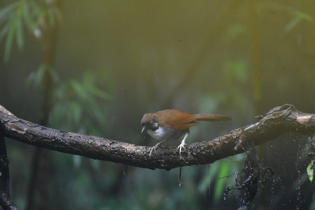 Gray-sided Laughingthrush - ML627813220