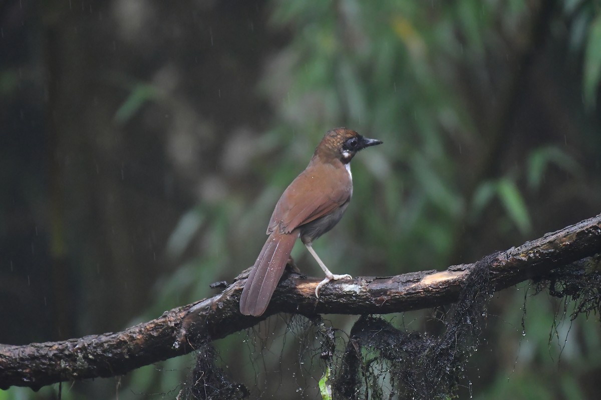 Gray-sided Laughingthrush - ML627813221