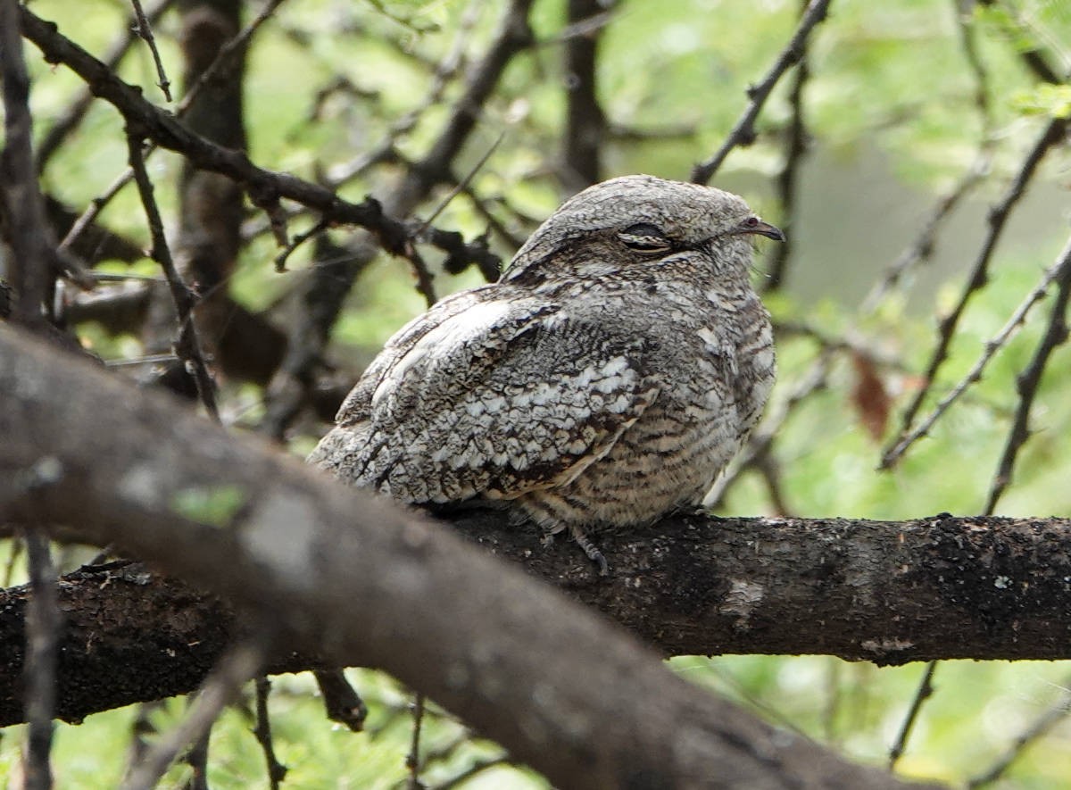 Eurasian Nightjar - ML627813274