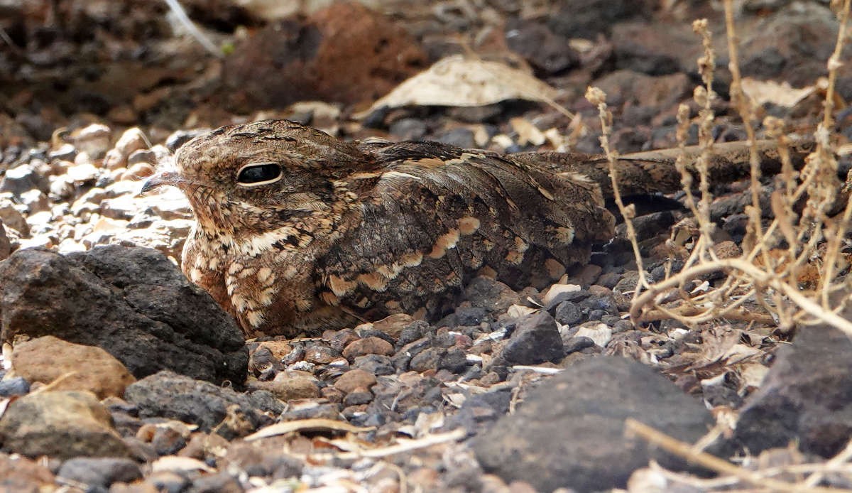 Slender-tailed Nightjar - ML627813299