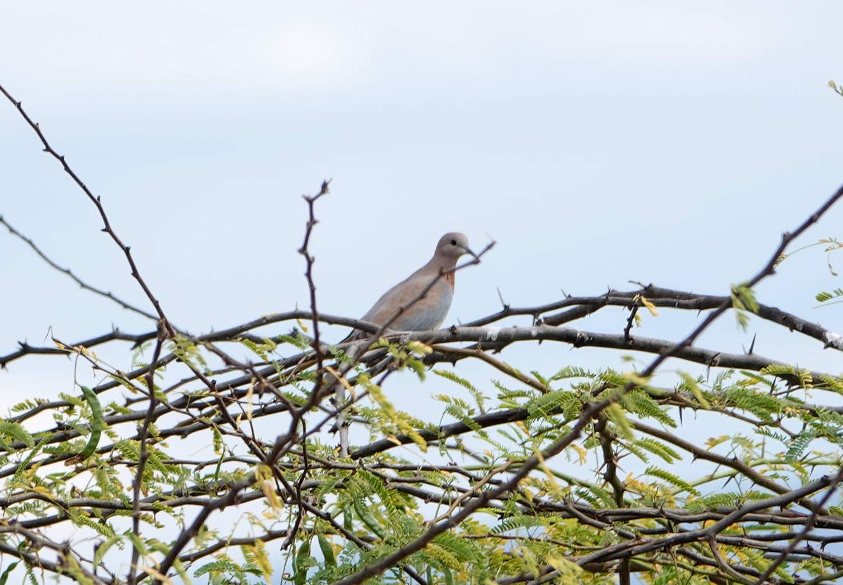 Laughing Dove - ML627813322