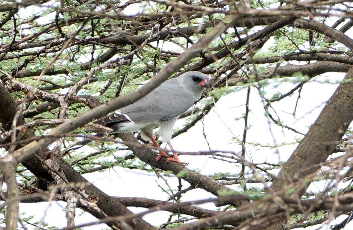 Gabar Goshawk - ML627813338