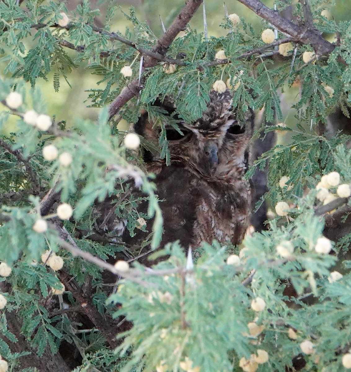 Grayish Eagle-Owl - ML627813350