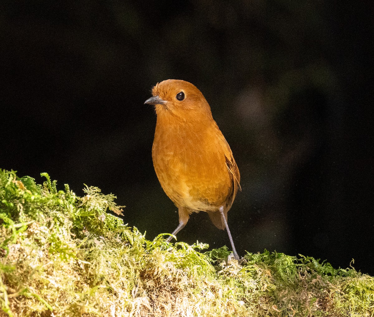 Equatorial Antpitta - ML627813384