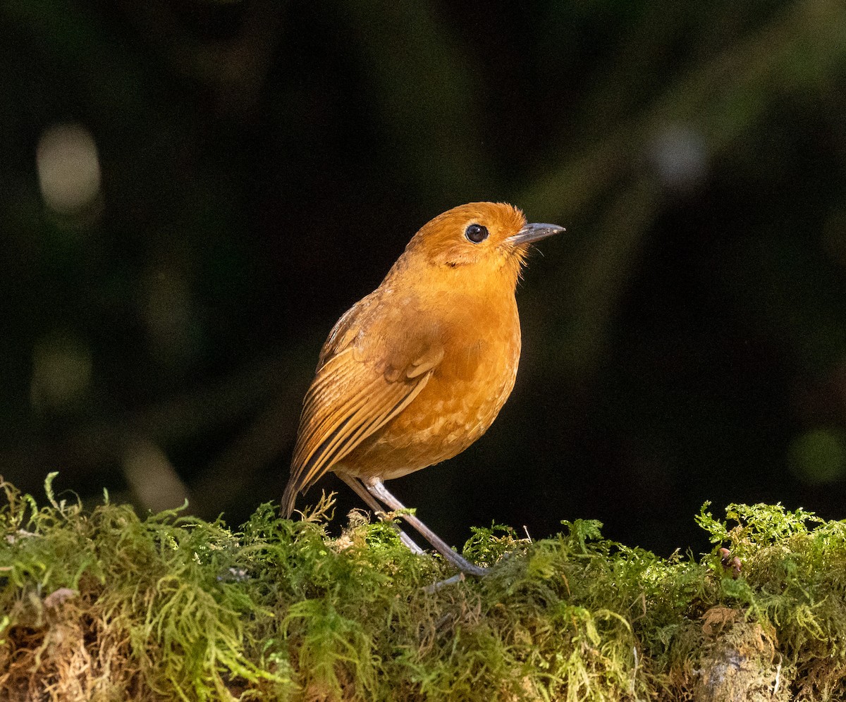 Equatorial Antpitta - ML627813385