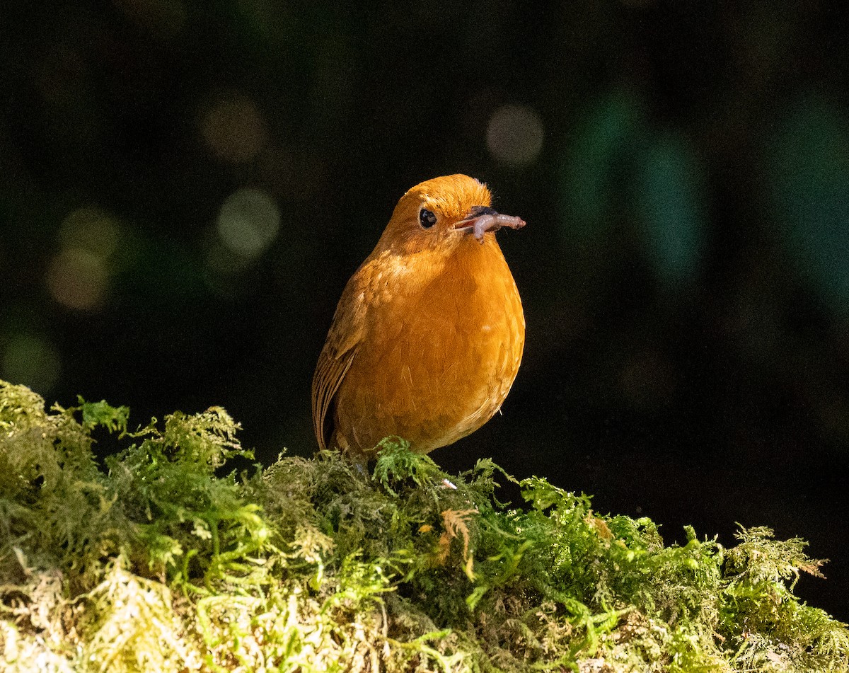 Equatorial Antpitta - ML627813386