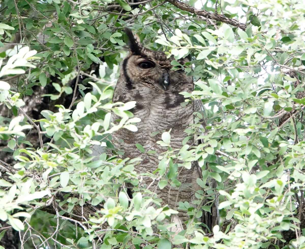 Spotted Eagle-Owl - ML627813388