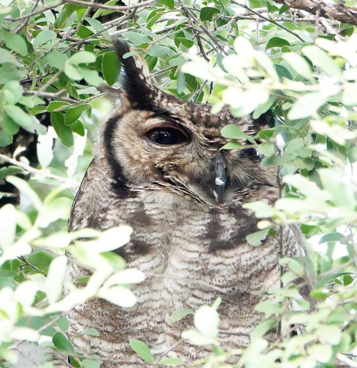 Spotted Eagle-Owl - ML627813389