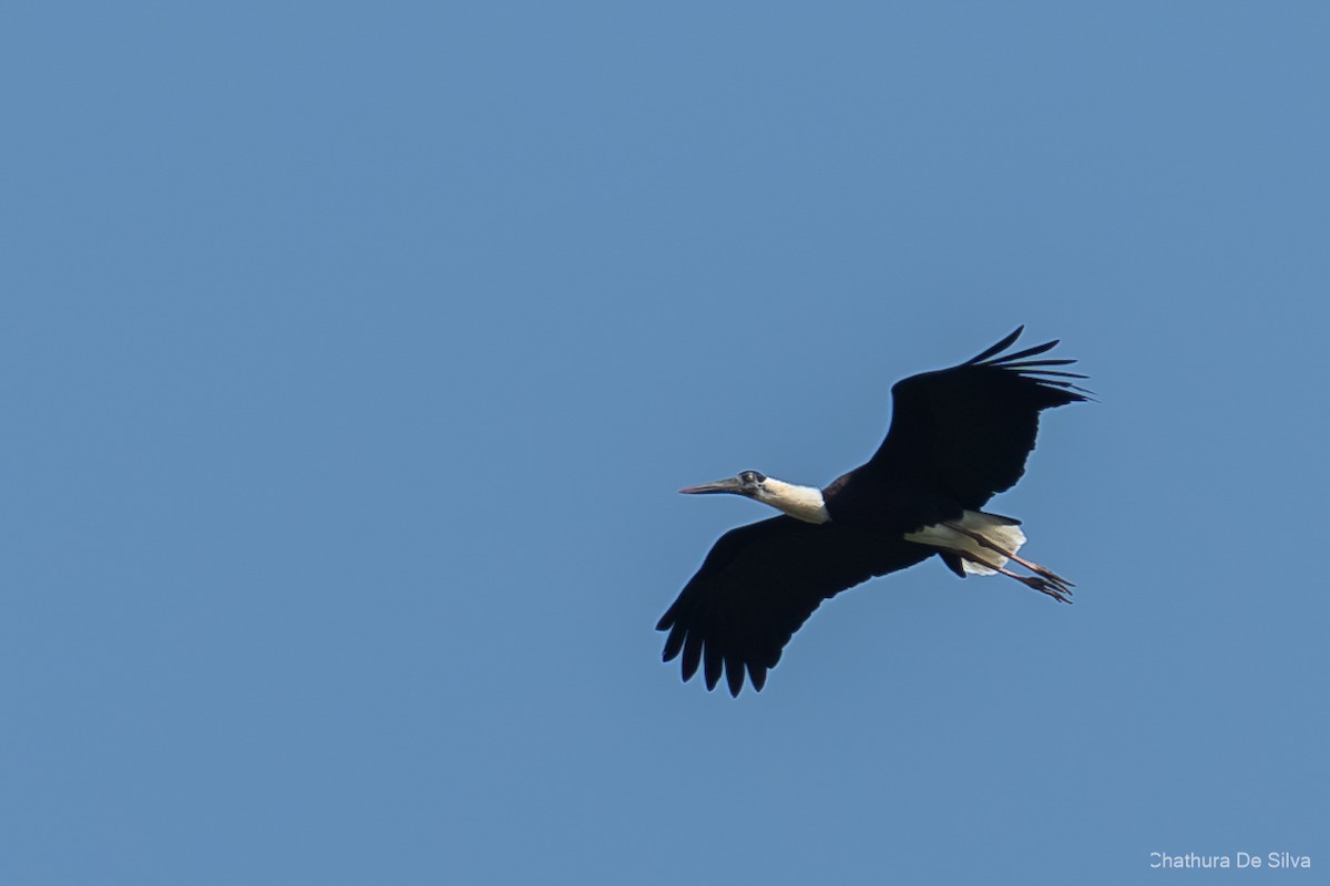 Asian Woolly-necked Stork - ML627813403