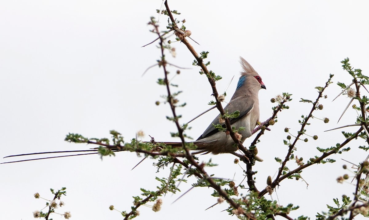 Blue-naped Mousebird - ML627813405