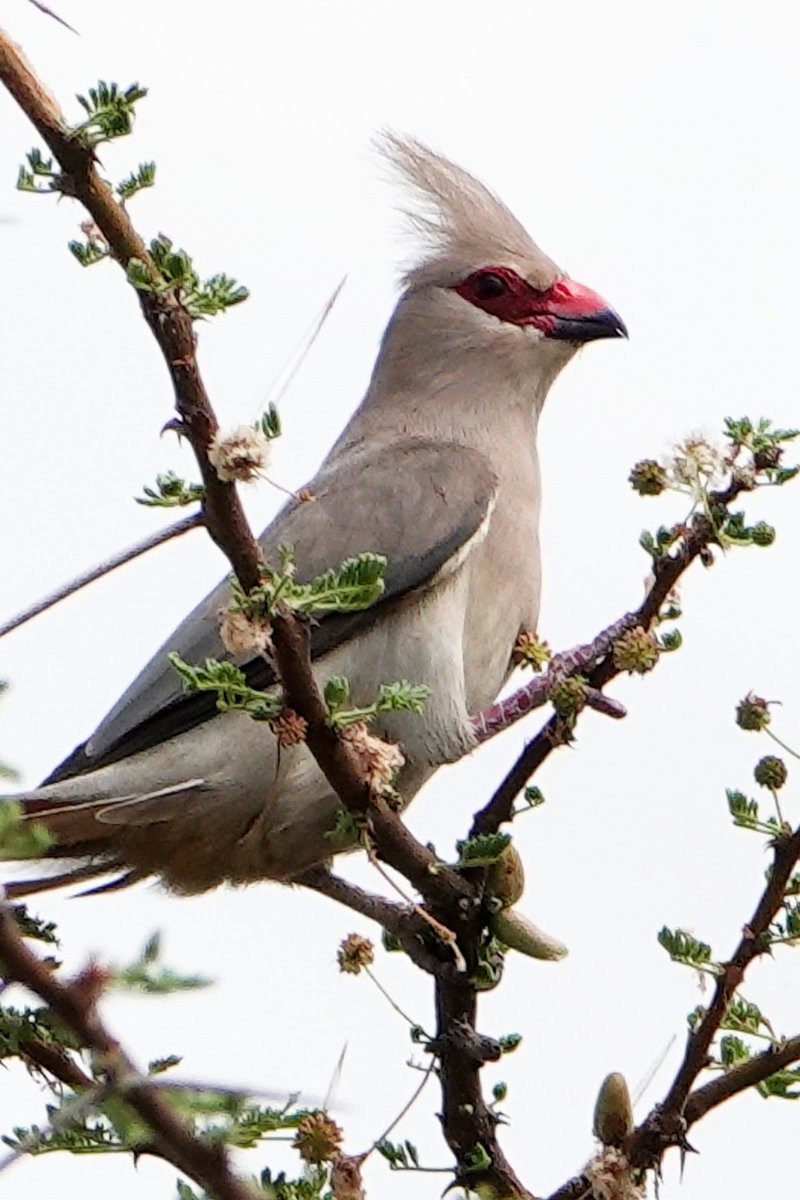 Blue-naped Mousebird - ML627813406