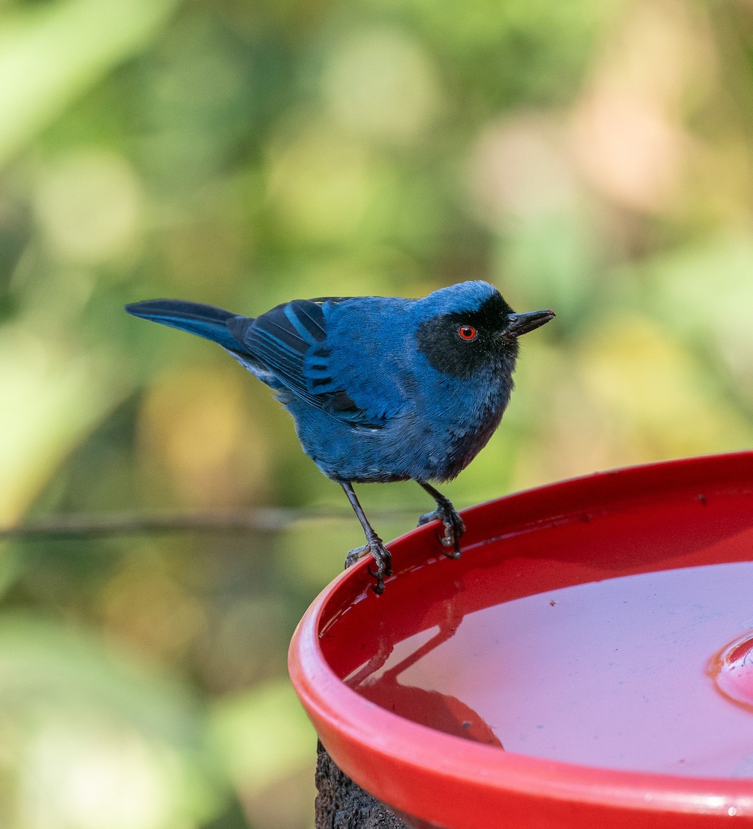 Masked Flowerpiercer (cyanea Group) - ML627813422