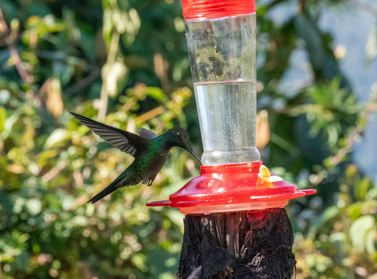 Sword-billed Hummingbird - ML627813482