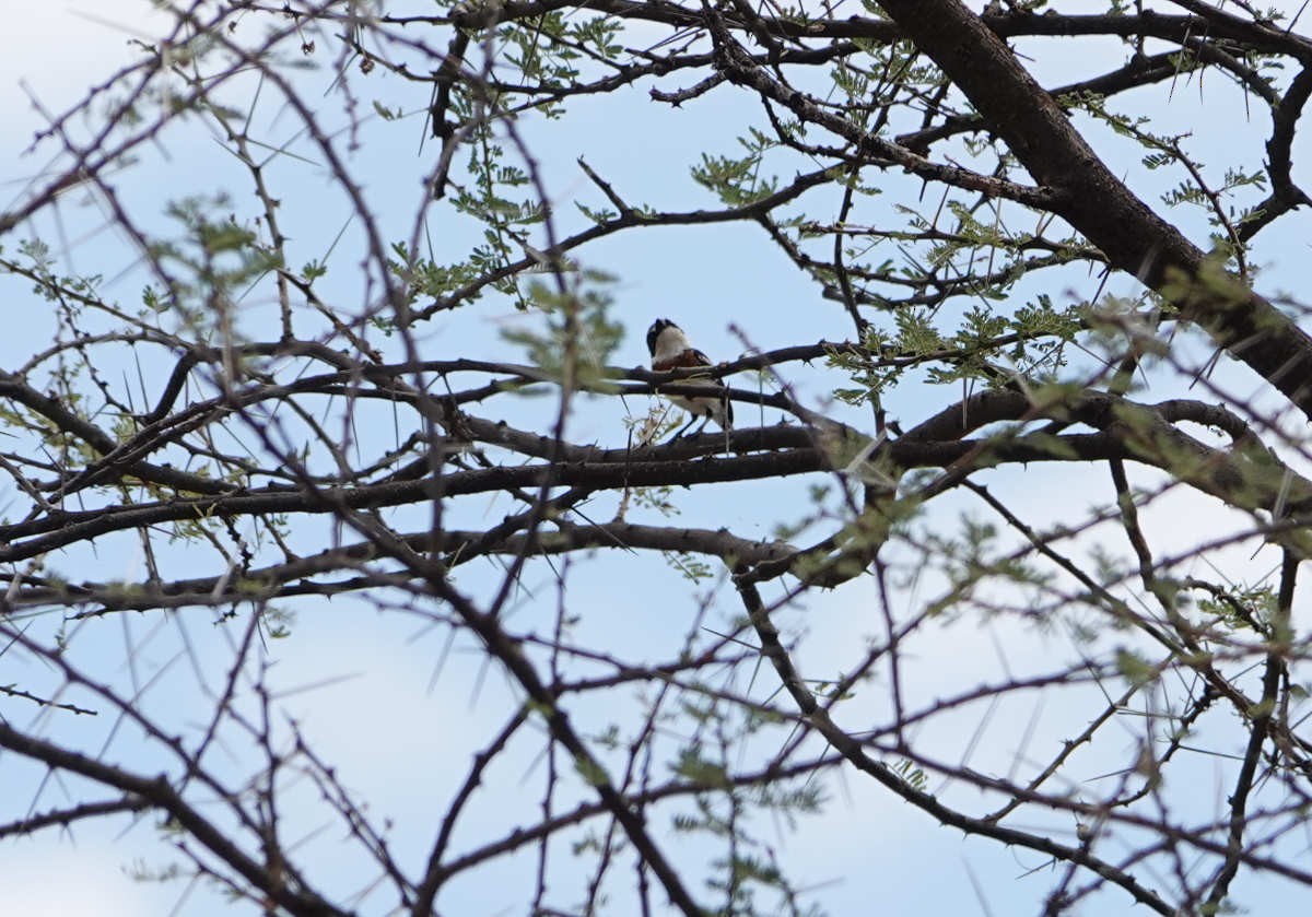 Pygmy Batis - ML627813491