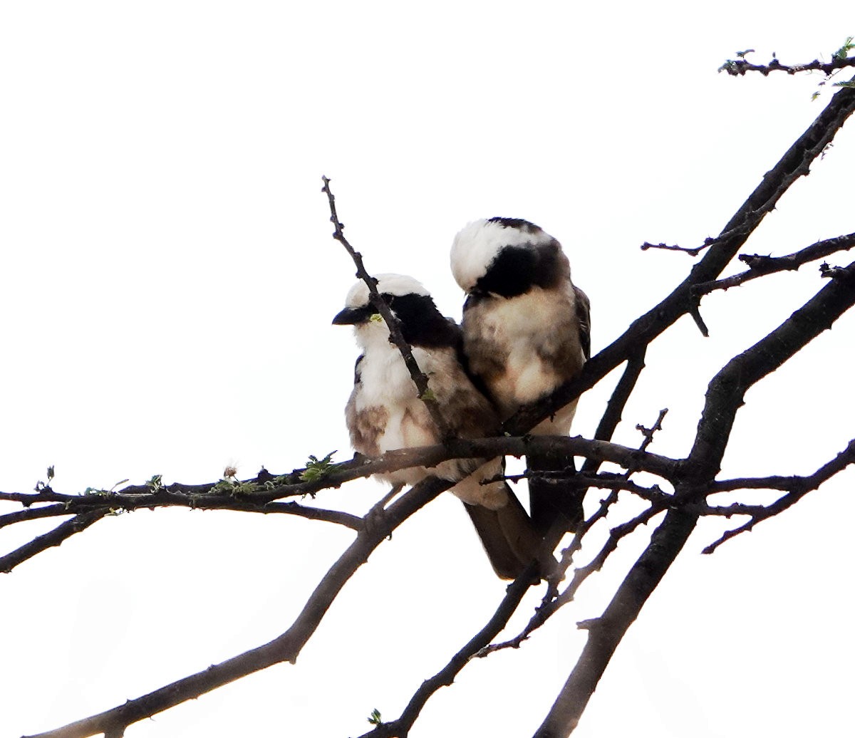 White-rumped Shrike - ML627813502