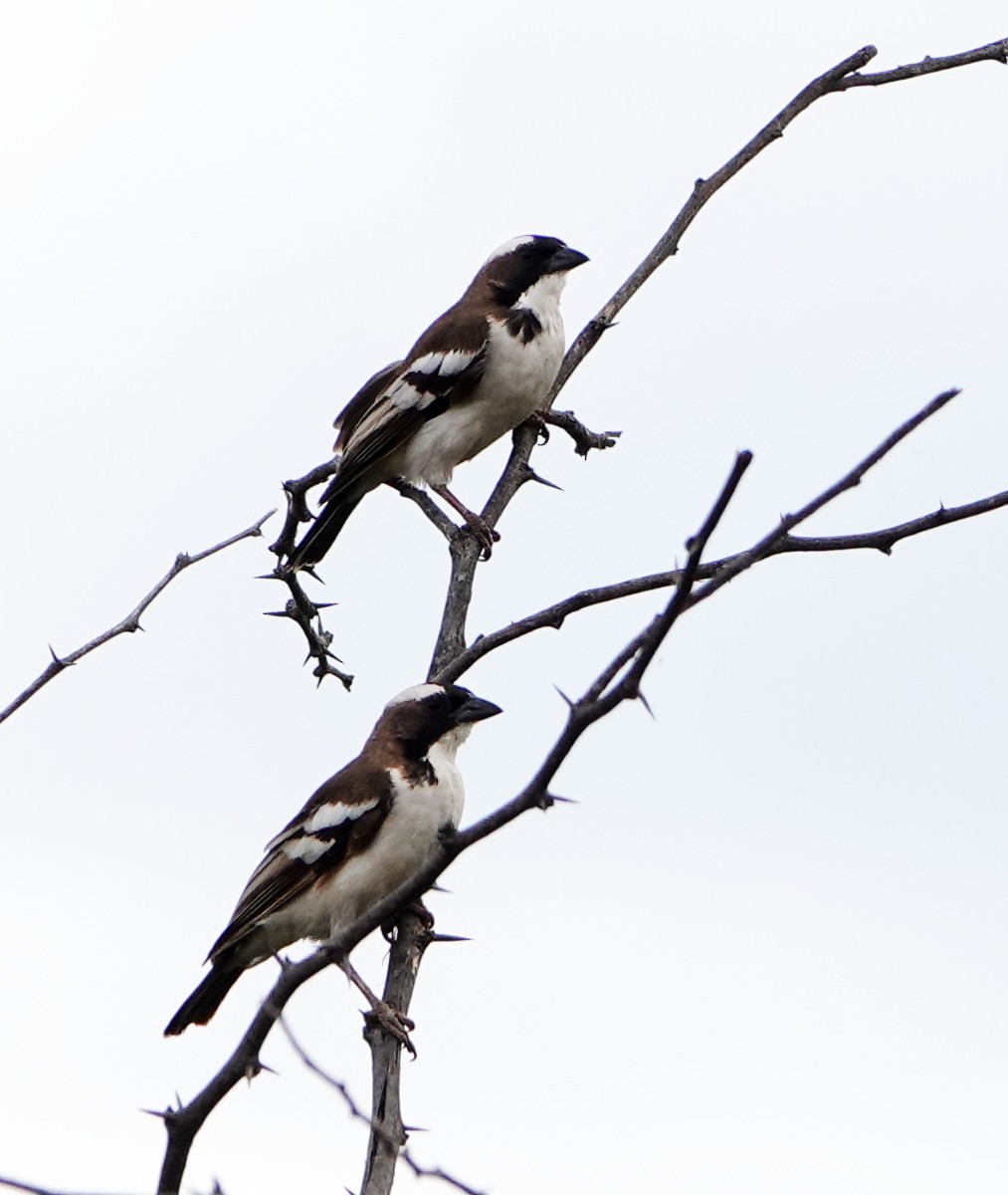 White-browed Sparrow-Weaver - ML627813531