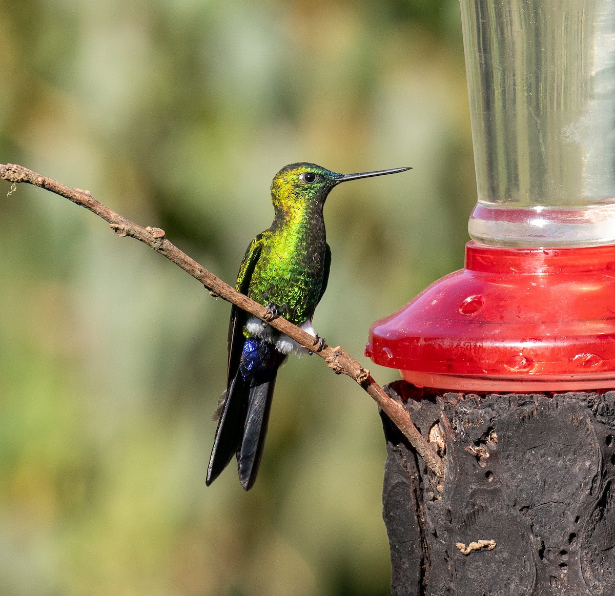 Sapphire-vented Puffleg (Sapphire-vented) - ML627813533