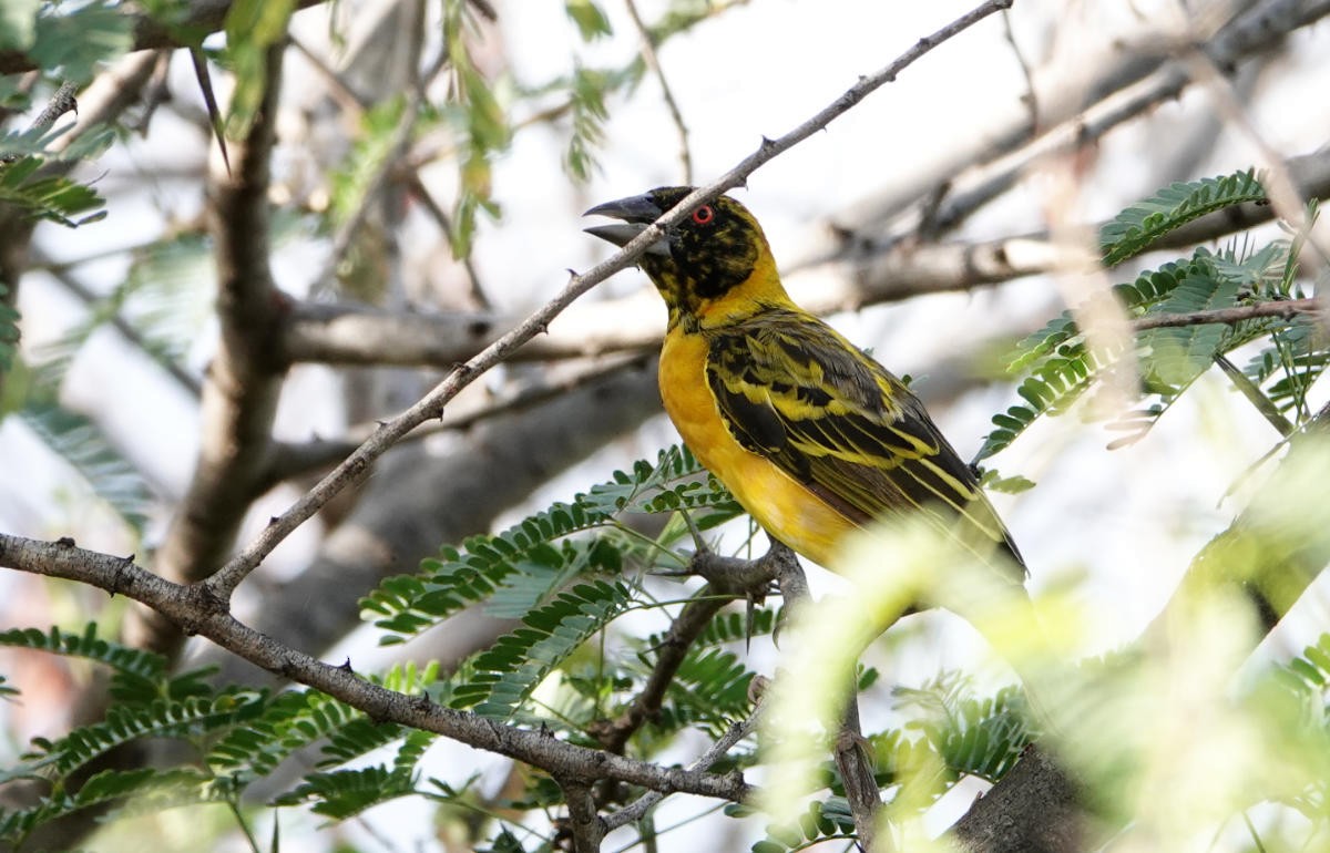 Village Weaver - ML627813536