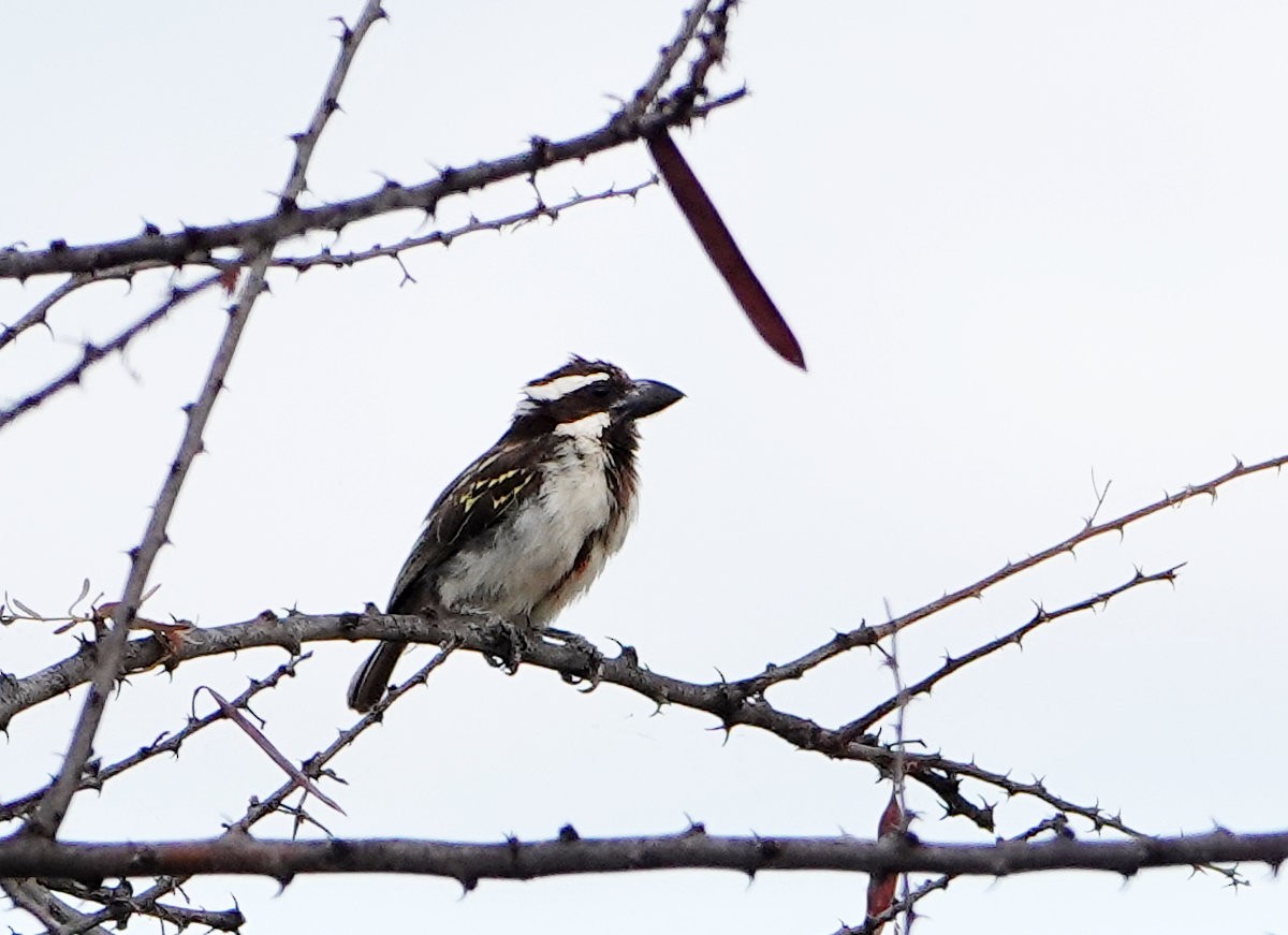 Black-throated Barbet - ML627813569