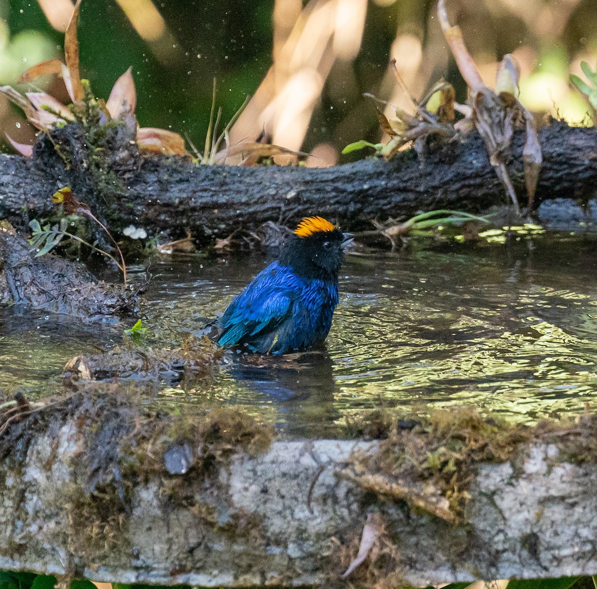 Golden-crowned Tanager - ML627813614