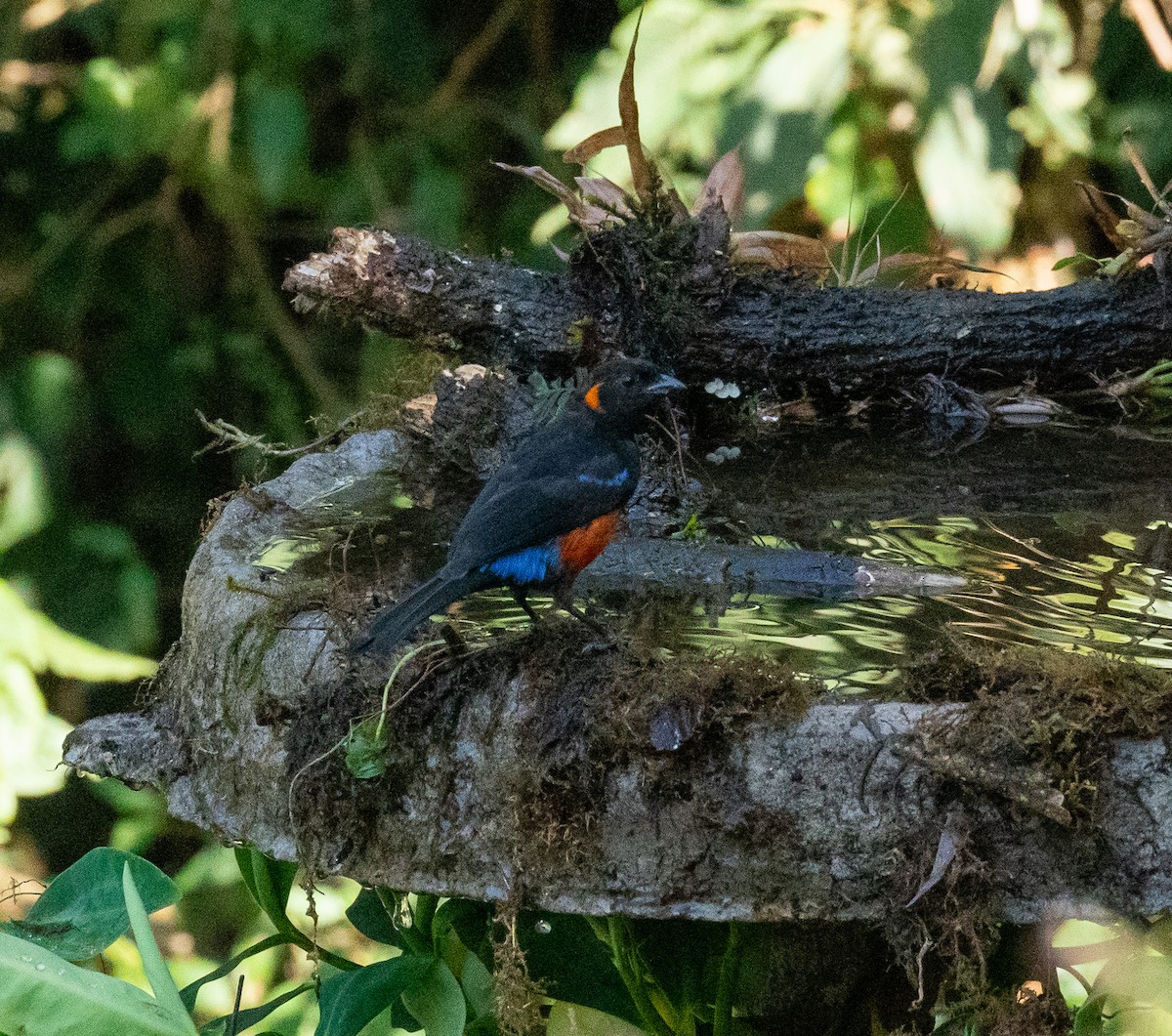 Scarlet-bellied Mountain Tanager (Scarlet-bellied) - ML627813628