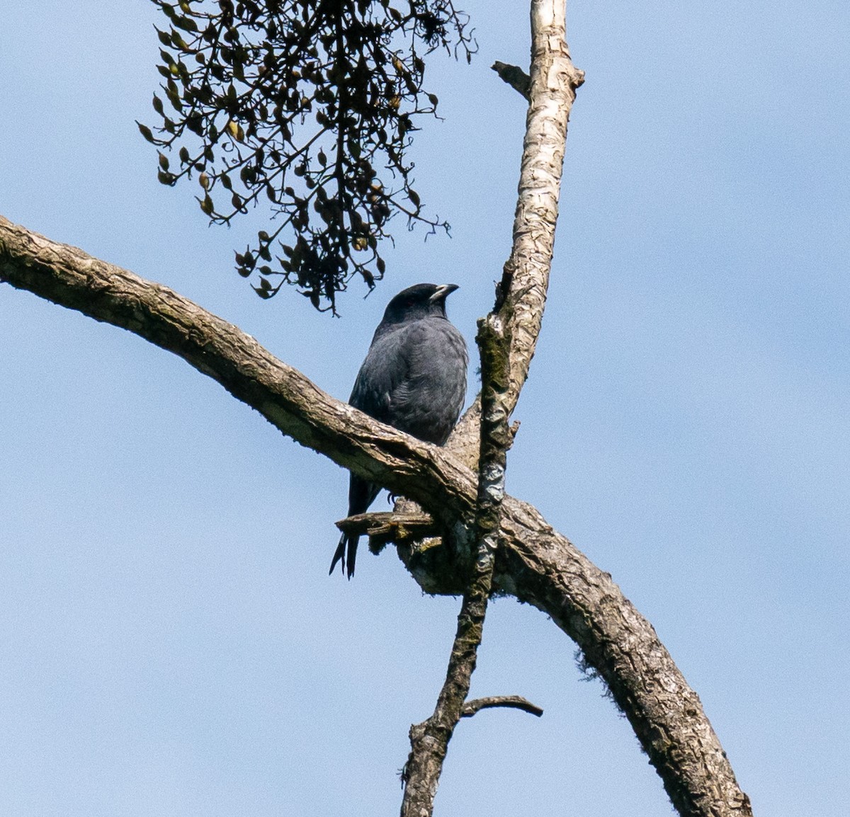 Red-crested Cotinga - ML627813644