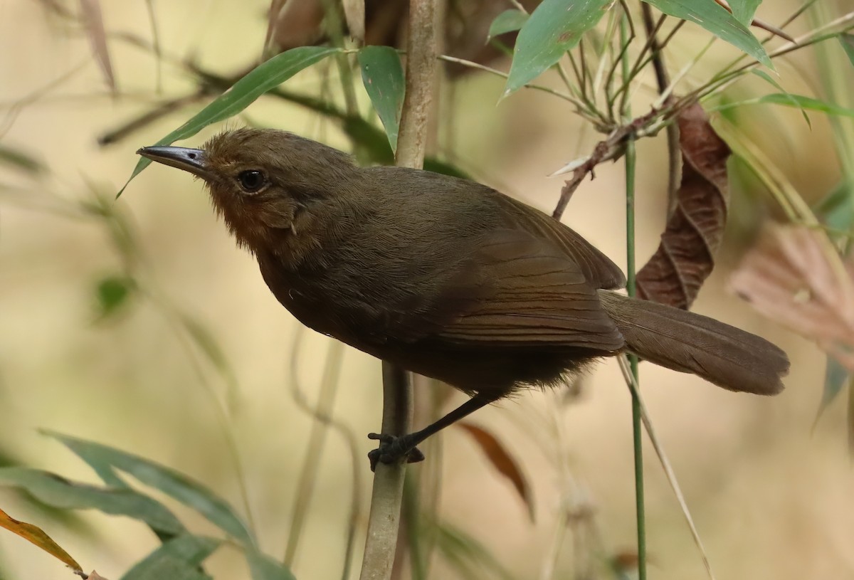 Dusky Antbird - ML627813645