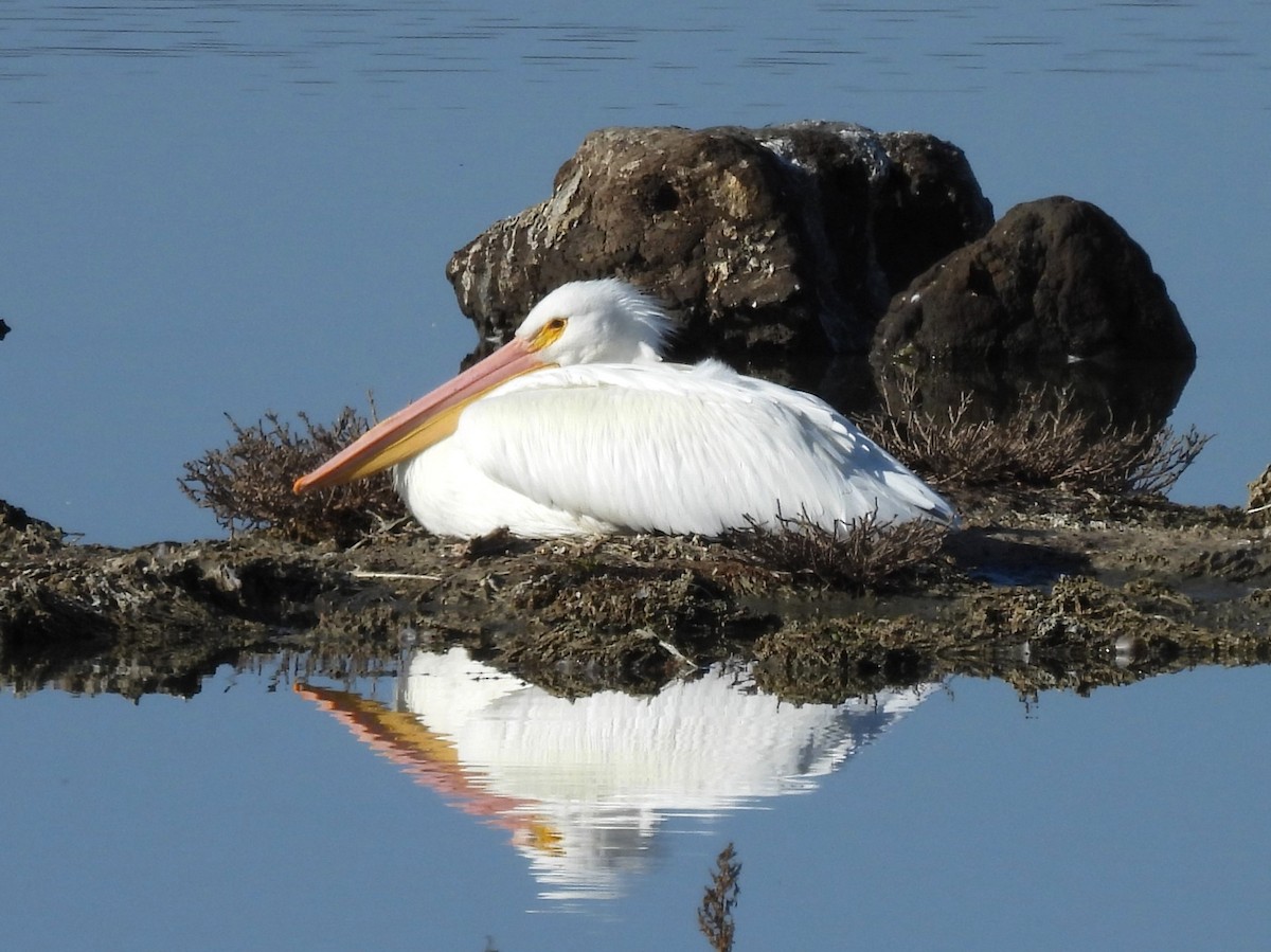 American White Pelican - ML627813654