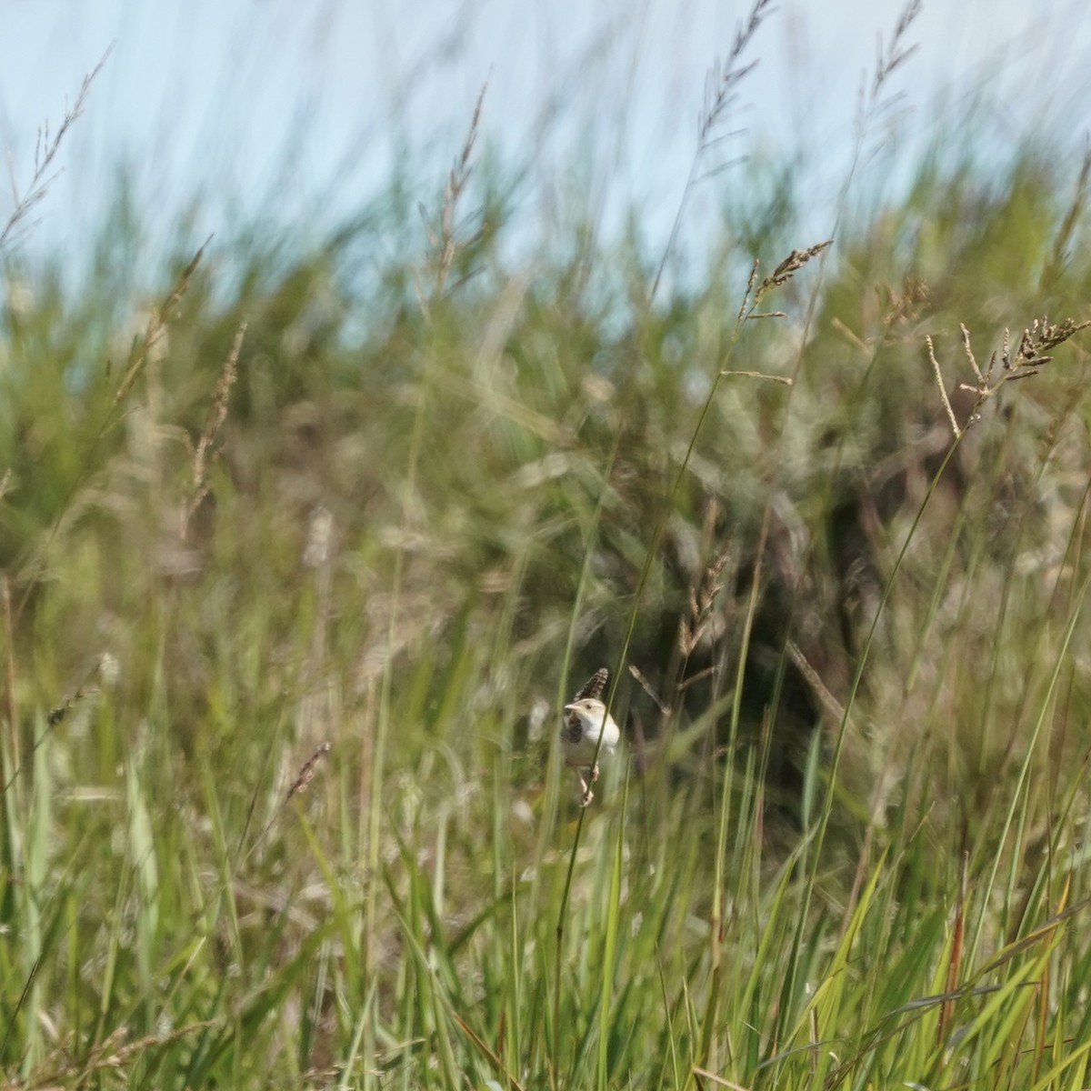 Grass Wren (Pampas) - ML627813663