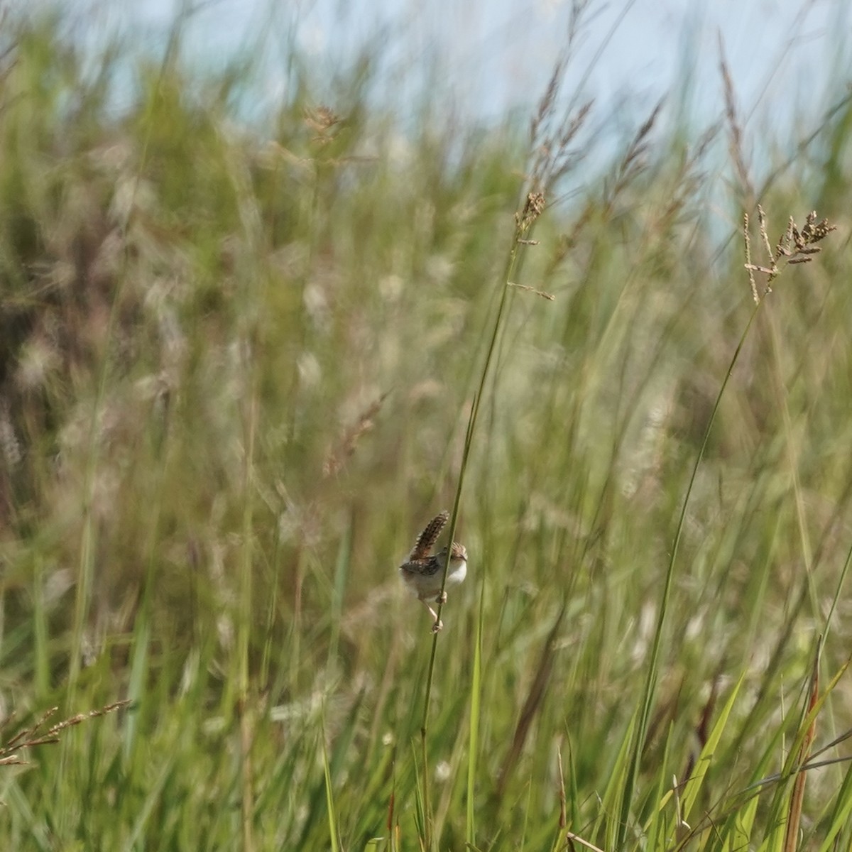 Grass Wren (Pampas) - ML627813664