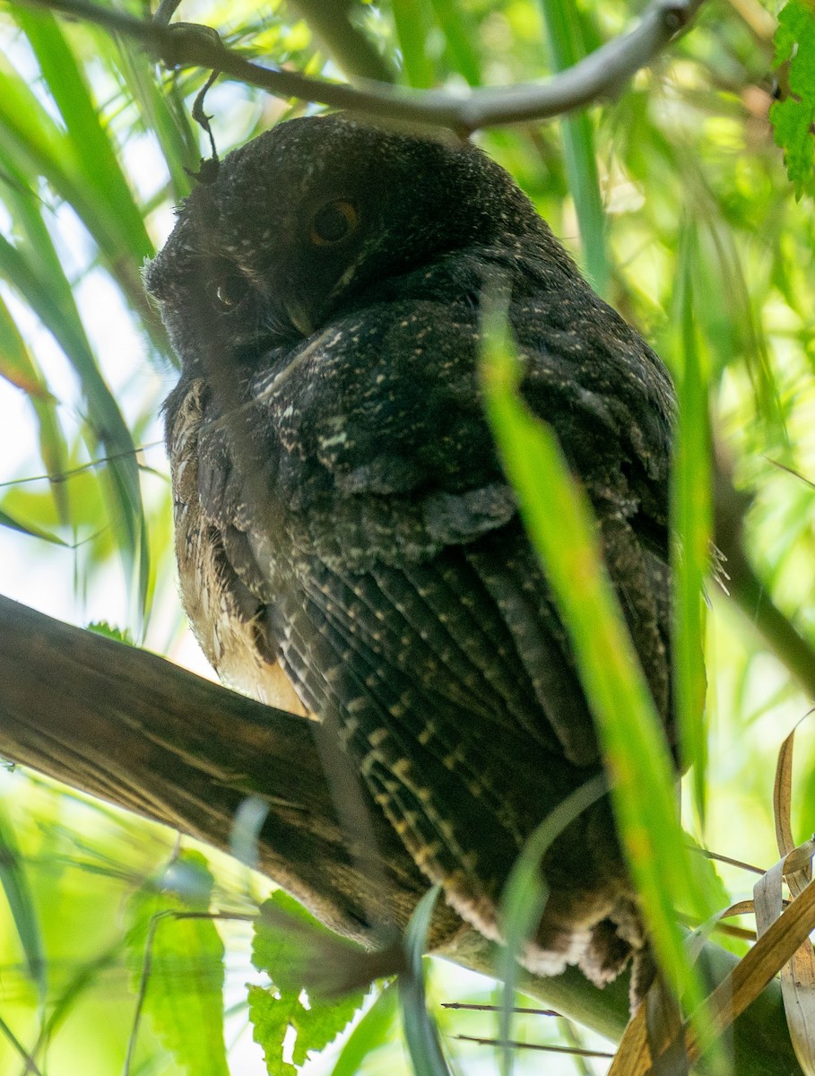 White-throated Screech-Owl - ML627813707