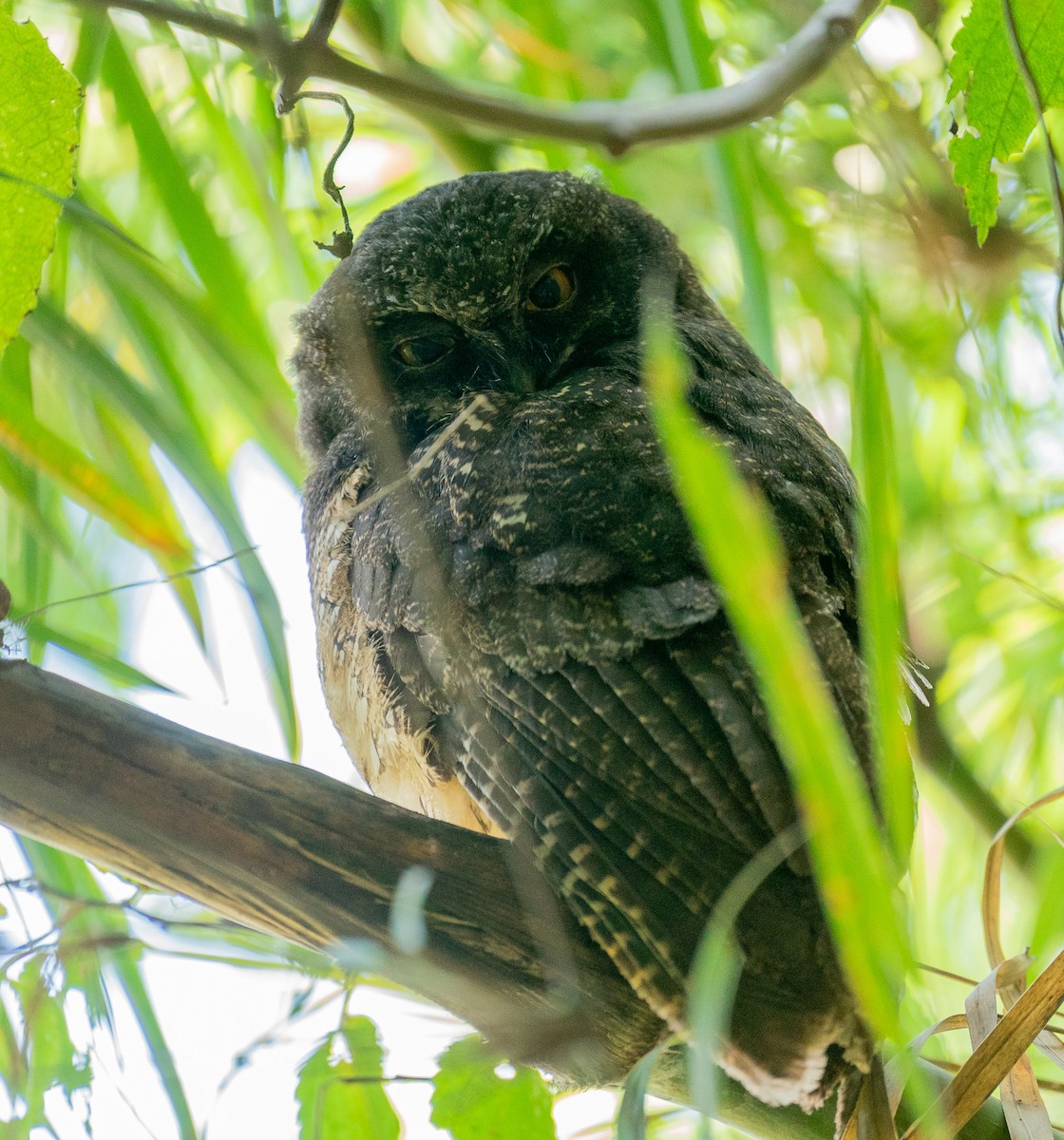 White-throated Screech-Owl - ML627813708