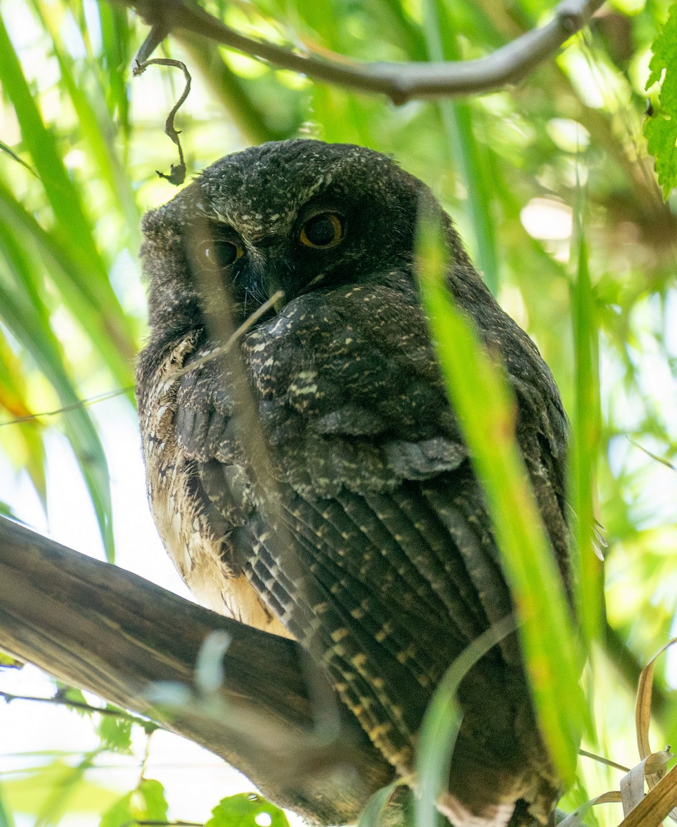 White-throated Screech-Owl - ML627813709