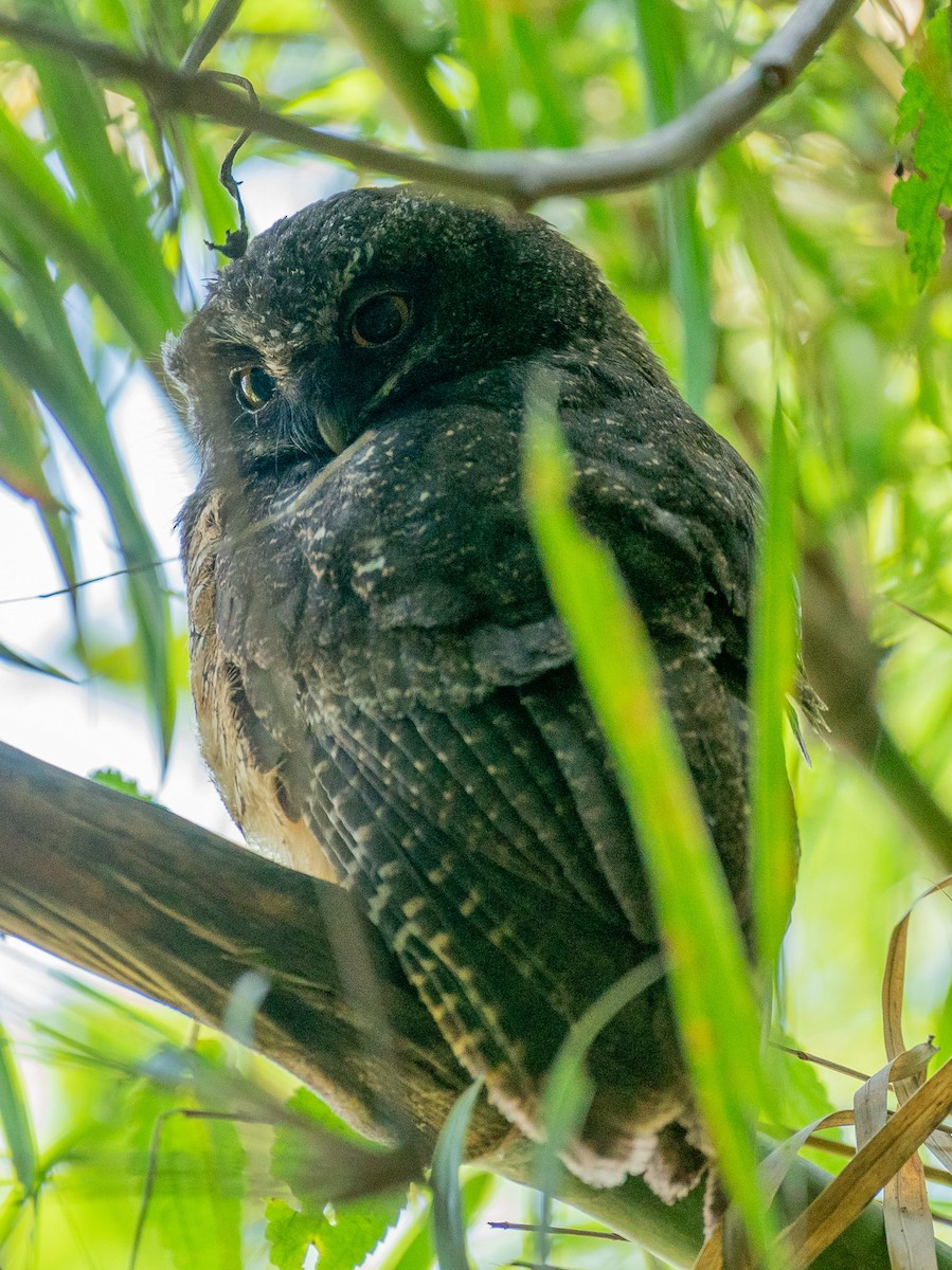 White-throated Screech-Owl - ML627813710