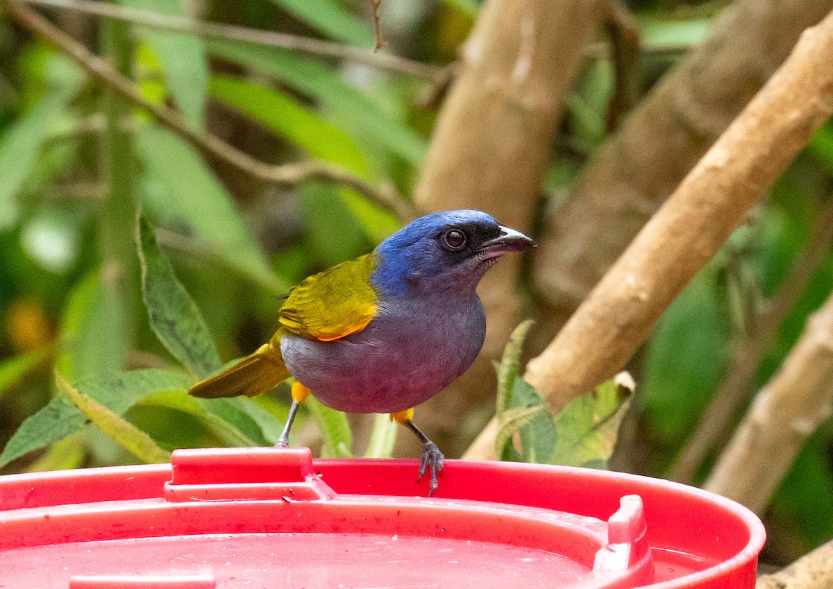 Blue-capped Tanager - ML627813741